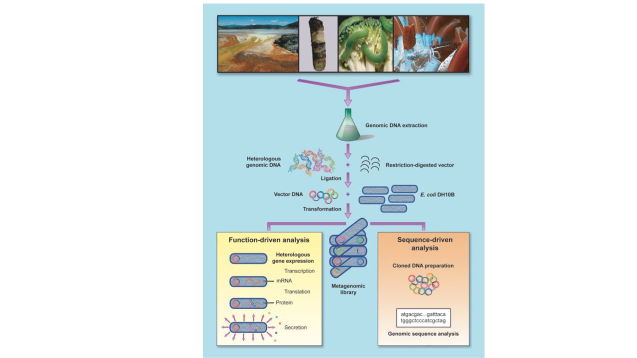 Common tools for genome engineering